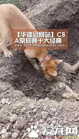 【华体会网站】CBA常规赛十大经典比赛:北京以103-89大战广东队,取得开门红(图3) 华体会体育