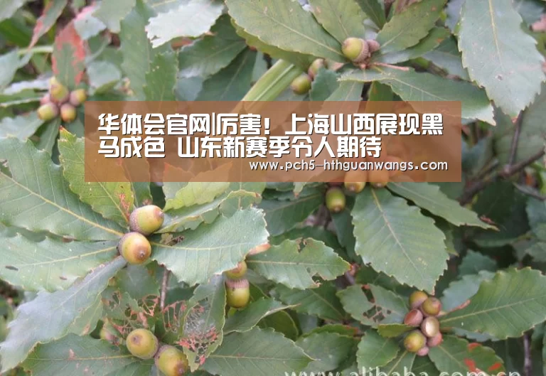 华体会官网|厉害!上海山西展现黑马成色 山东新赛季令人期待(图3) 华体会体育