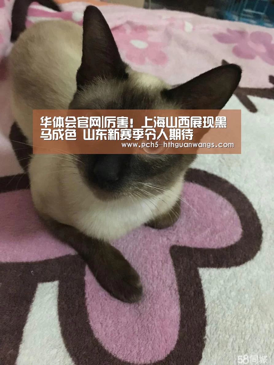 华体会官网|厉害!上海山西展现黑马成色 山东新赛季令人期待(图2) 华体会体育