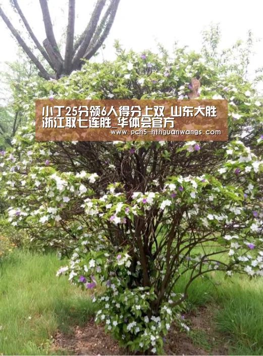 华体会